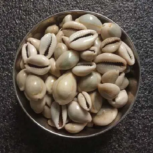 White Laxmi Cowrie